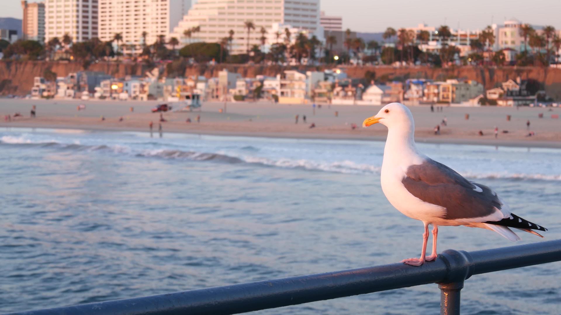加州夏季海滩美学粉红色日落码头栏杆可爱有趣视频的预览图