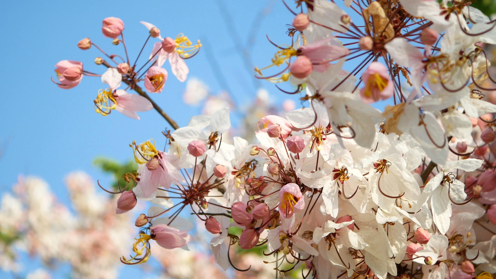 4k春风吹出美丽的花朵粉色的花朵以蓝天为背景视频的预览图