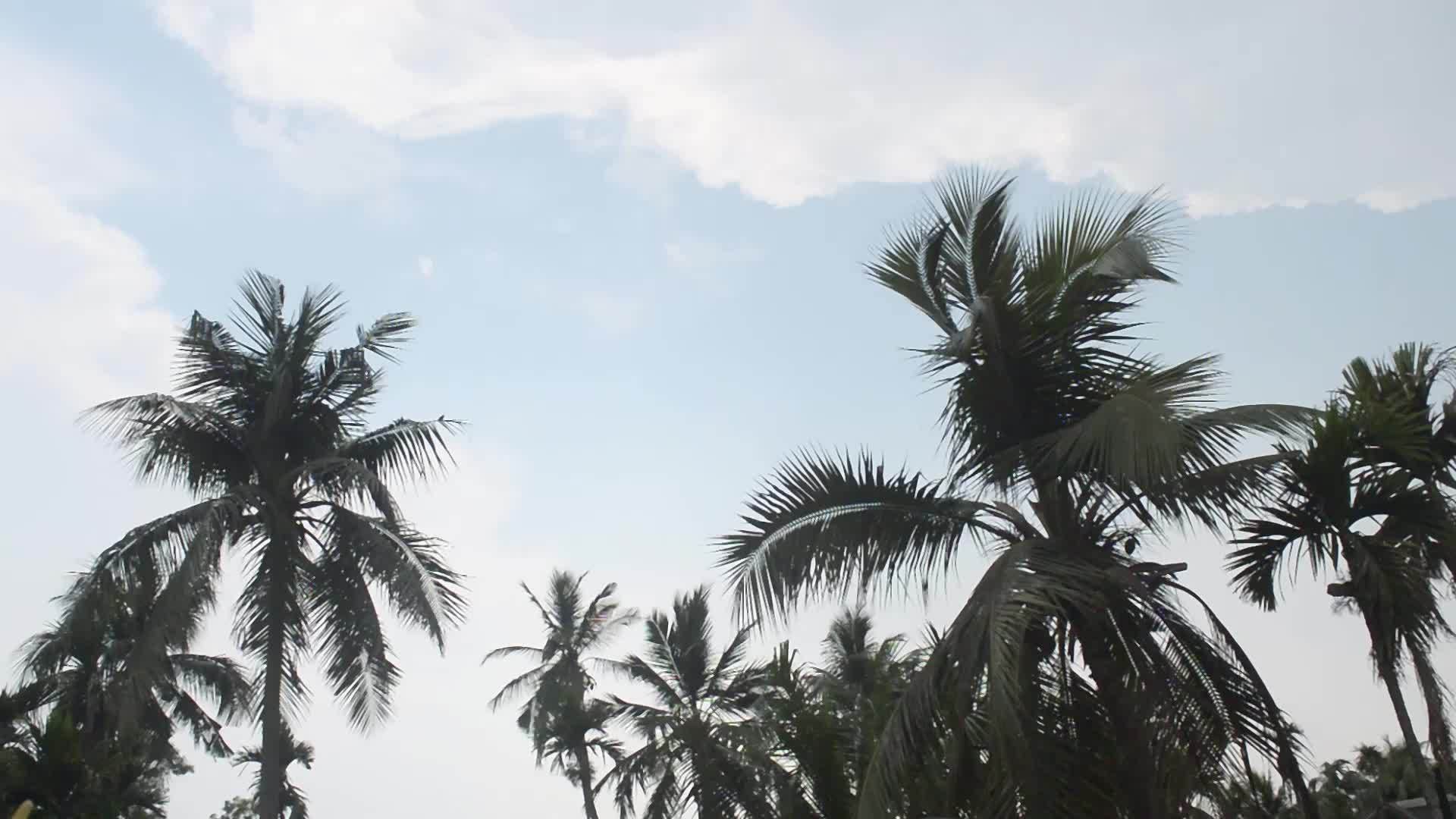 风吹在椰子棕榈树上雨季初雨前的天气是南迪亚的风天气视频的预览图