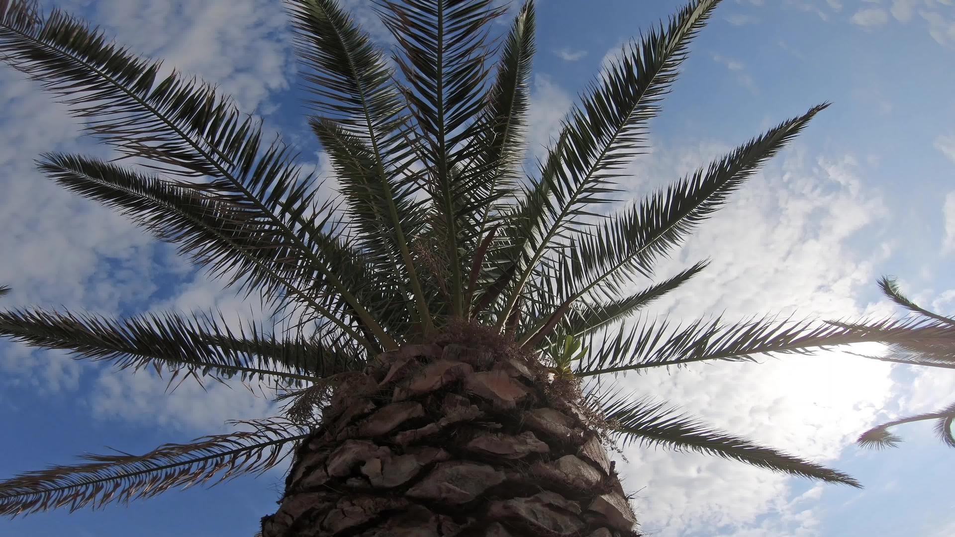 蓝色的天空和棕榈树从下面视频的预览图