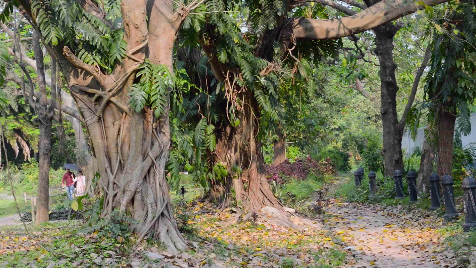 在公园的路边人行道上一棵橡树树干建造了一个充满活力的树冠视频的预览图