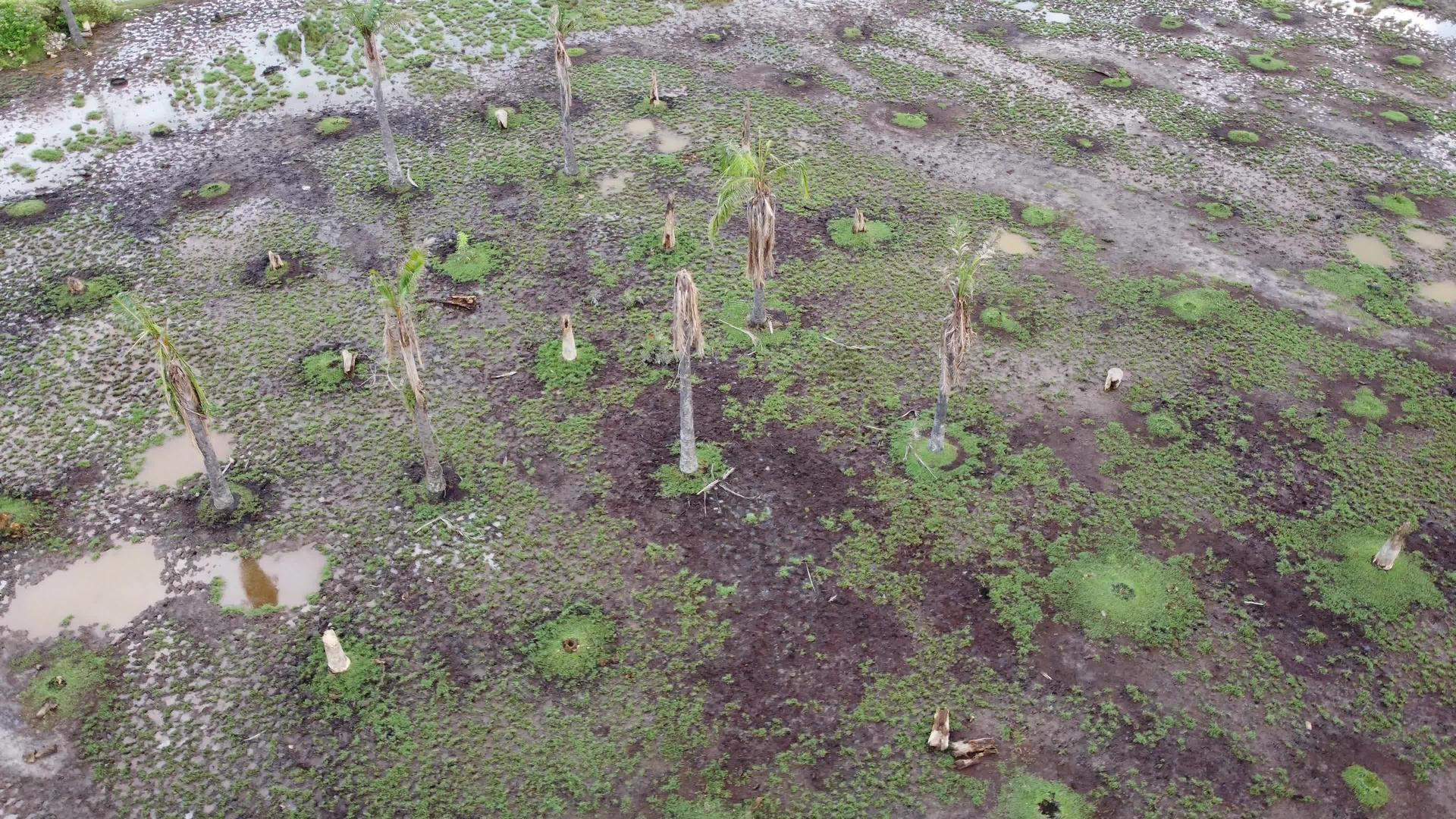 湿地死棕榈树视频的预览图