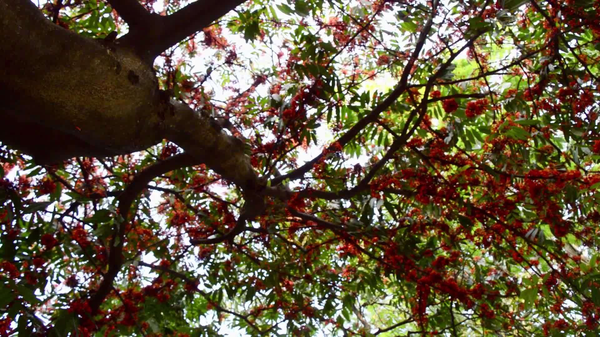 日落时山坡上的树枝很高秋天森林和林地环境充满活力视频的预览图