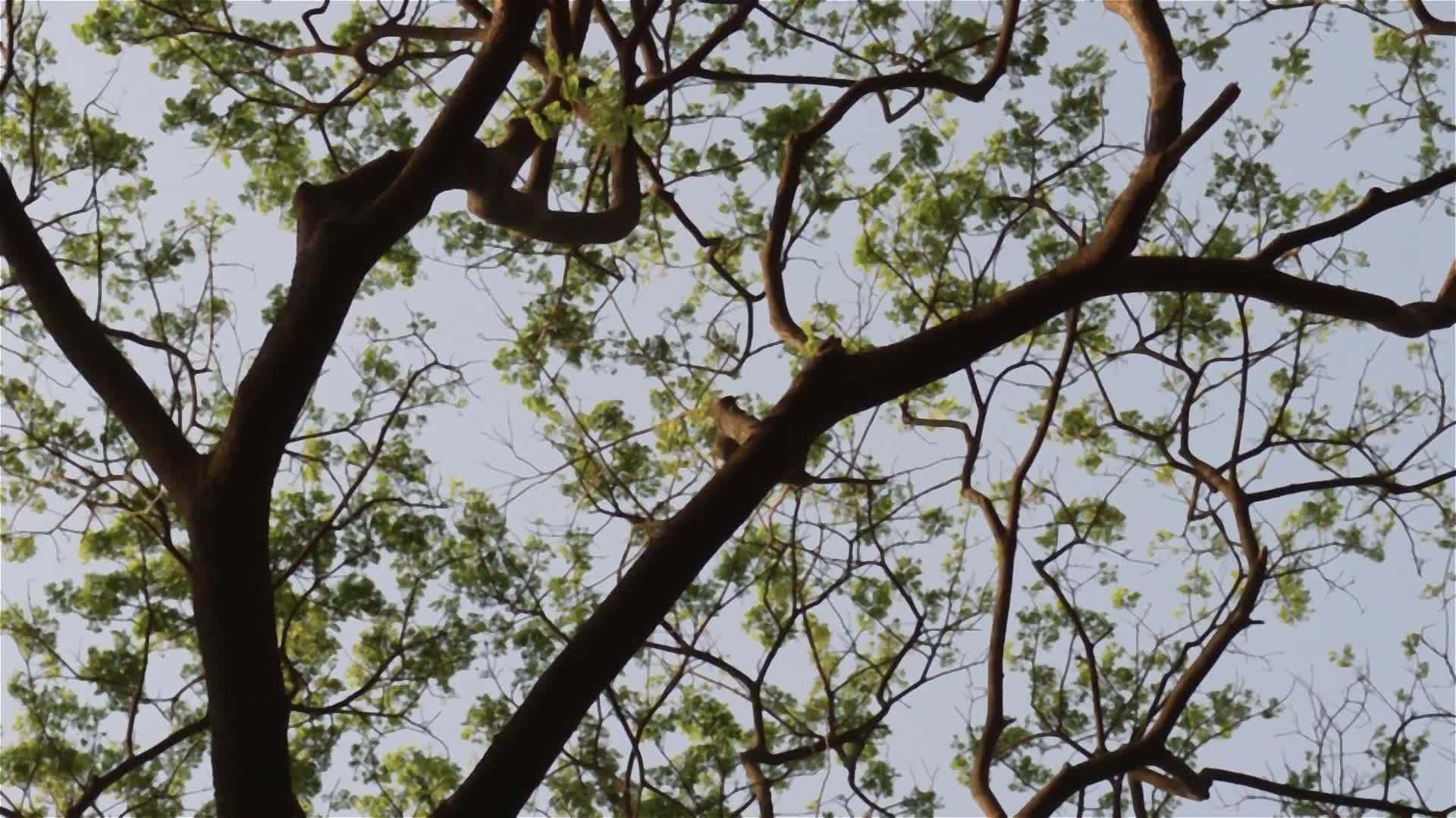 广角高森林落叶树顶枝植物橙色和黄色背光日落冬天视频的预览图