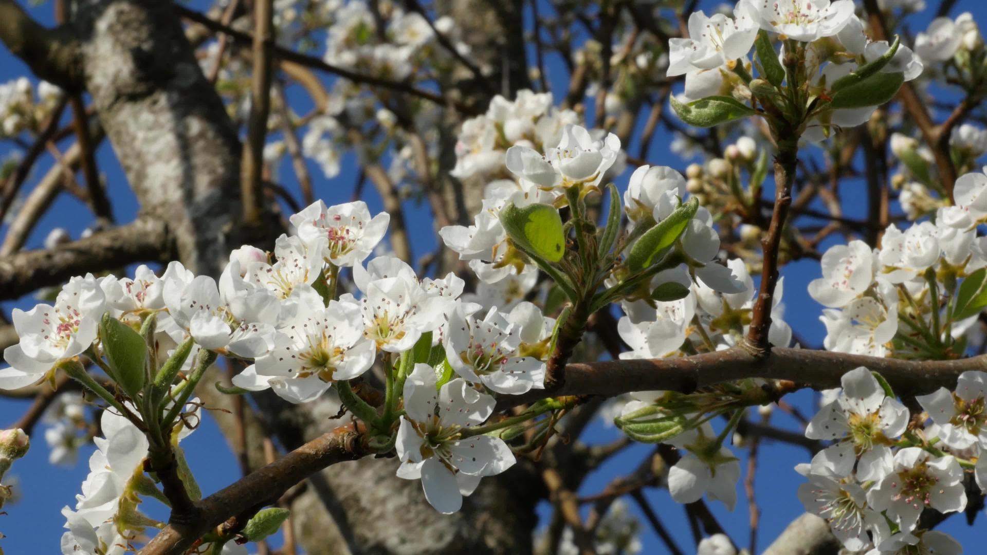 春花的梨树视频的预览图
