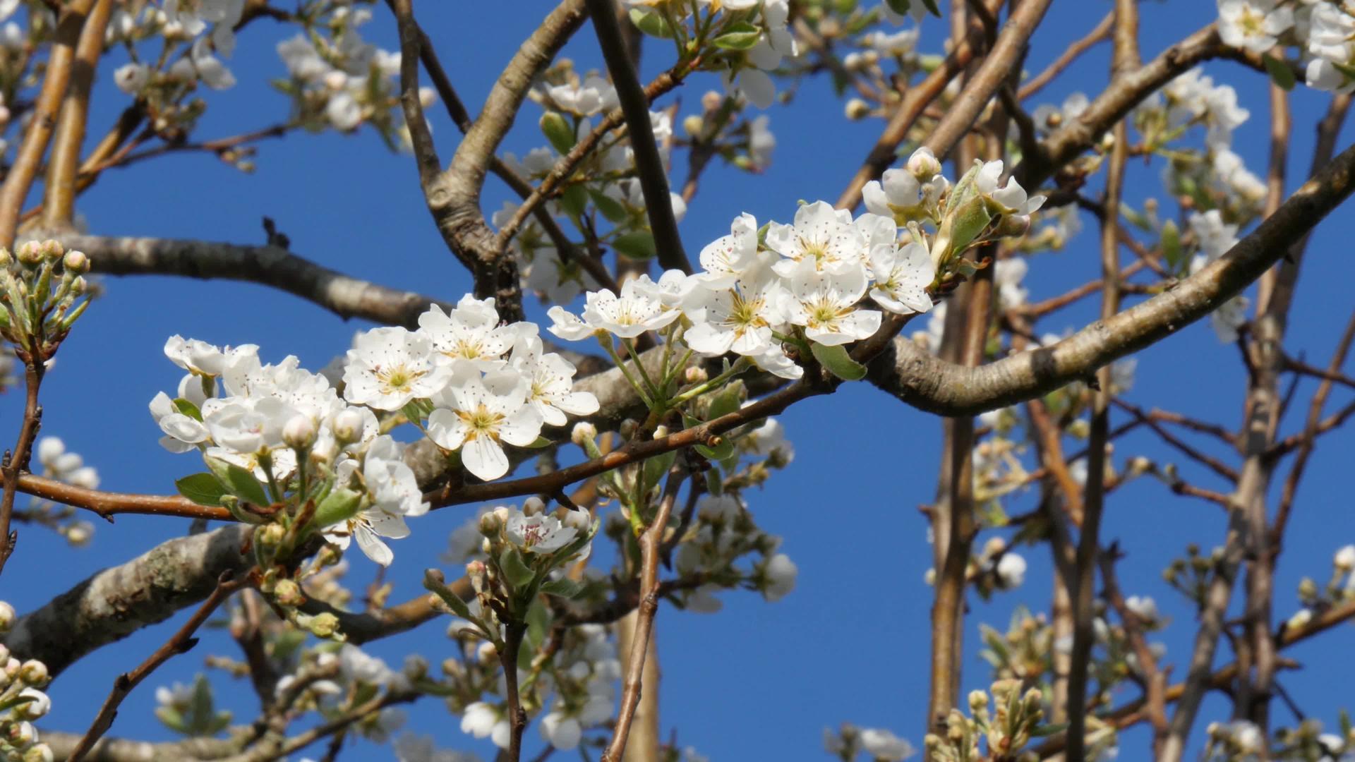 梨枝上长着美丽的花朵视频的预览图