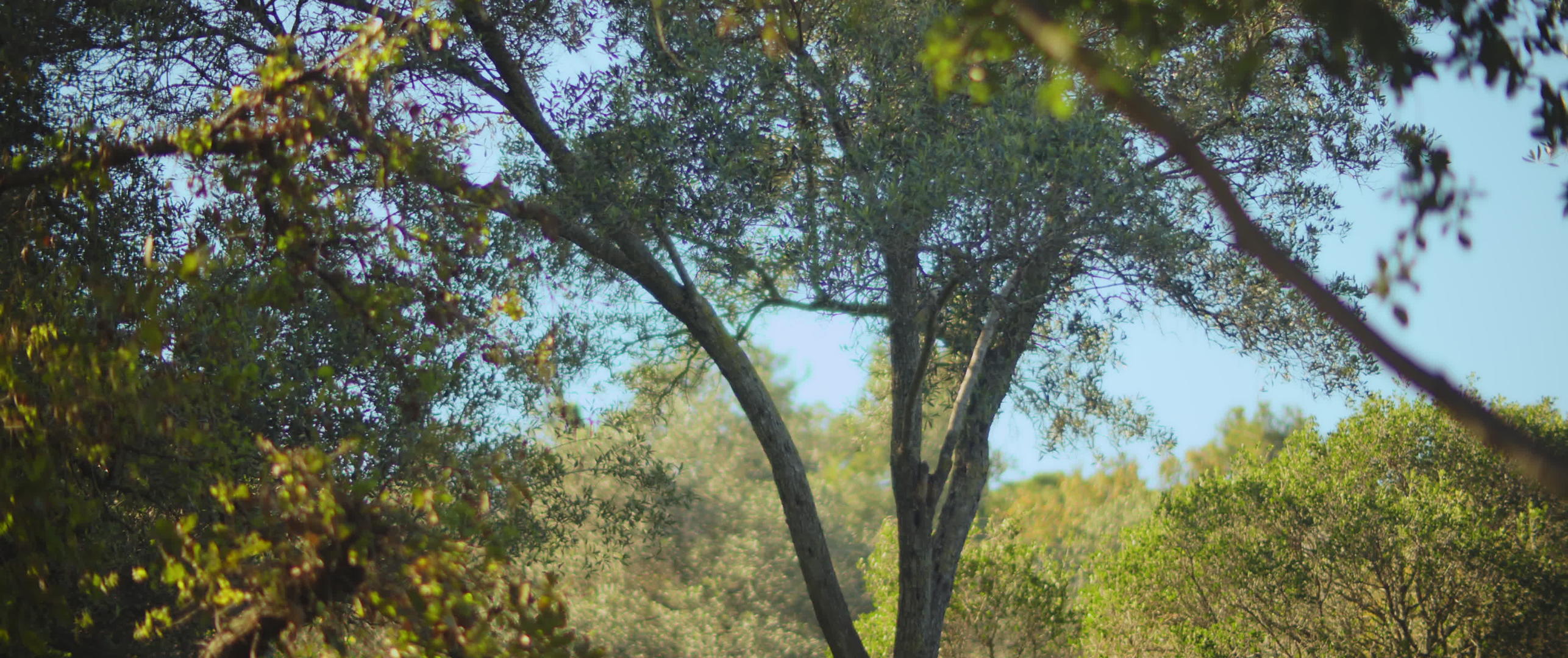 阳光明媚的自然公园每天都有树木视频的预览图