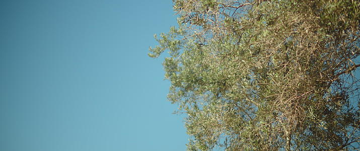 背景中有蓝色的天空树视频的预览图