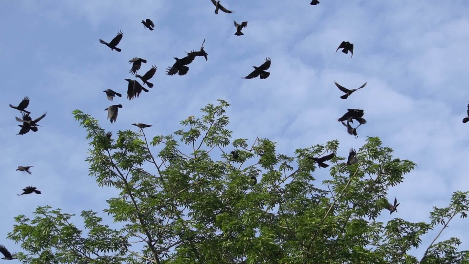 乌鸦慢慢地飞了起来视频的预览图
