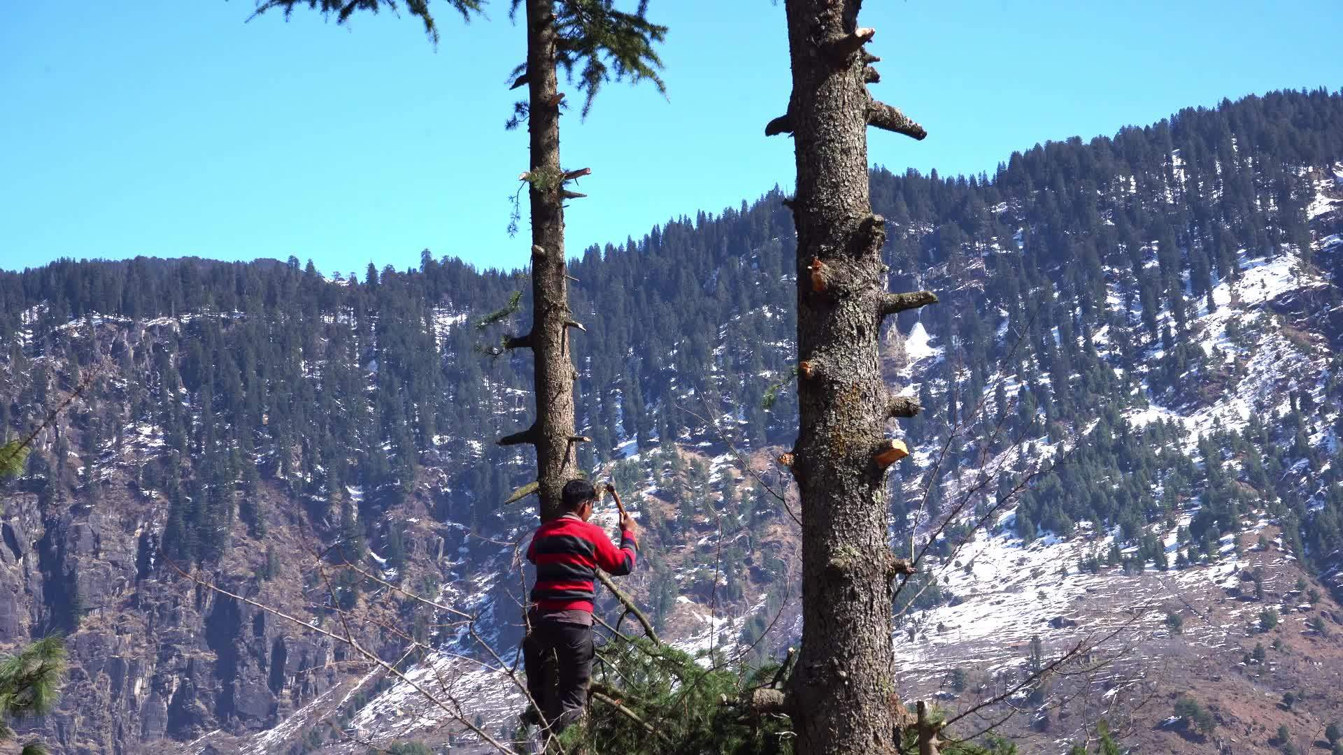 一个亚洲人砍伐常青树的树枝描绘了森林砍伐和气候变化视频的预览图
