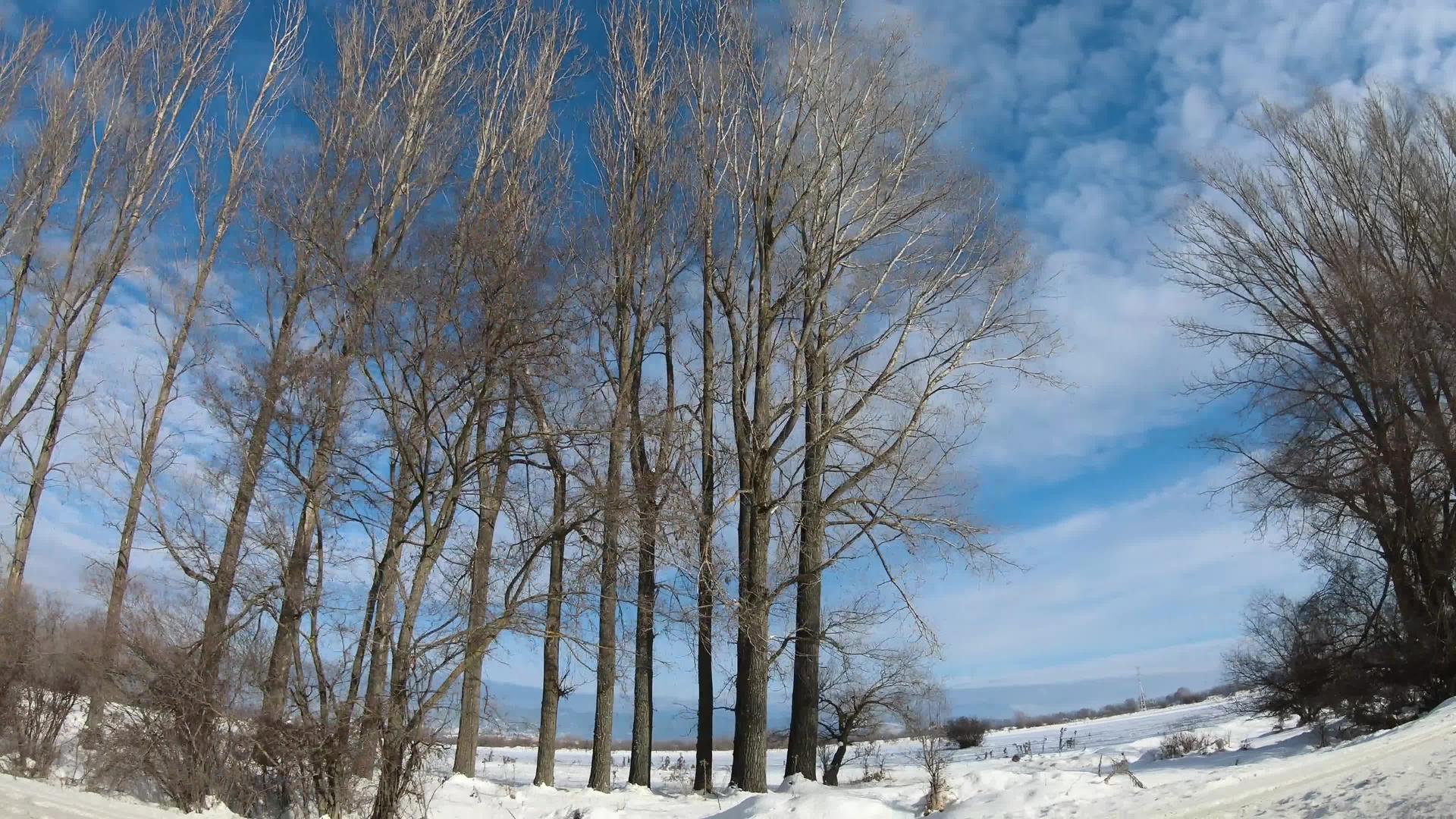 冬季由灰色冷冻树和冬季城市道路驱动视频的预览图