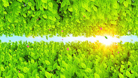 4K清新唯美的绿色树叶背景素材视频的预览图