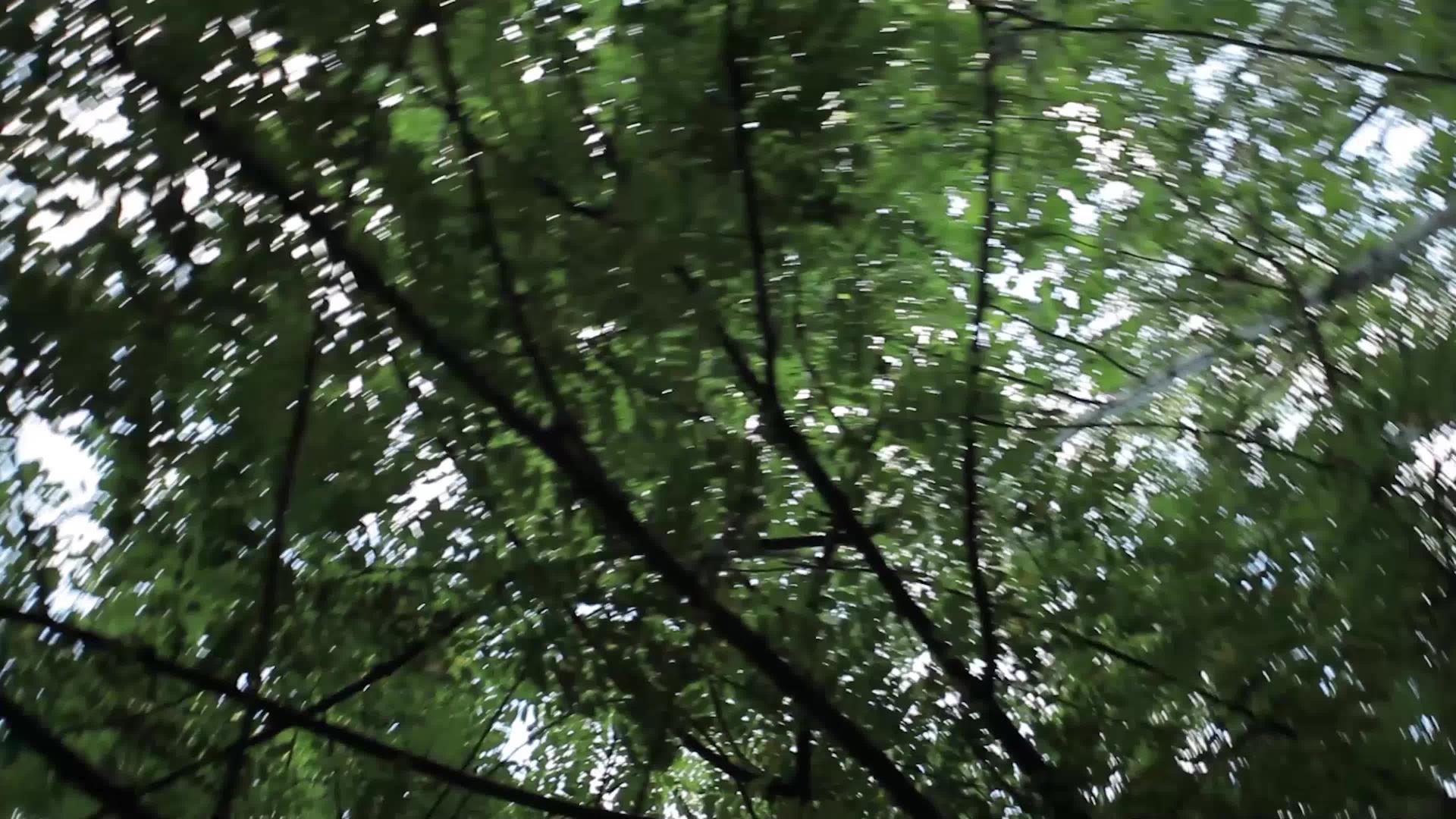 从下面旋转树视频的预览图