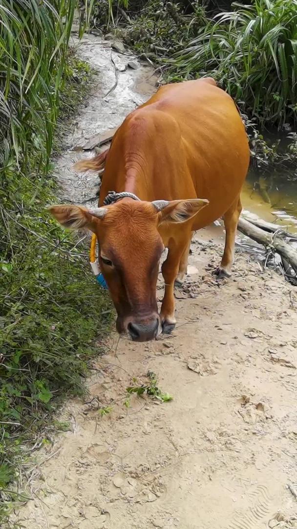 动物素材乡间田野吃青草的小牛犊视频视频的预览图