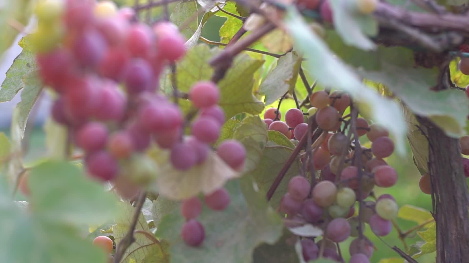 一堆成熟的葡萄视频的预览图