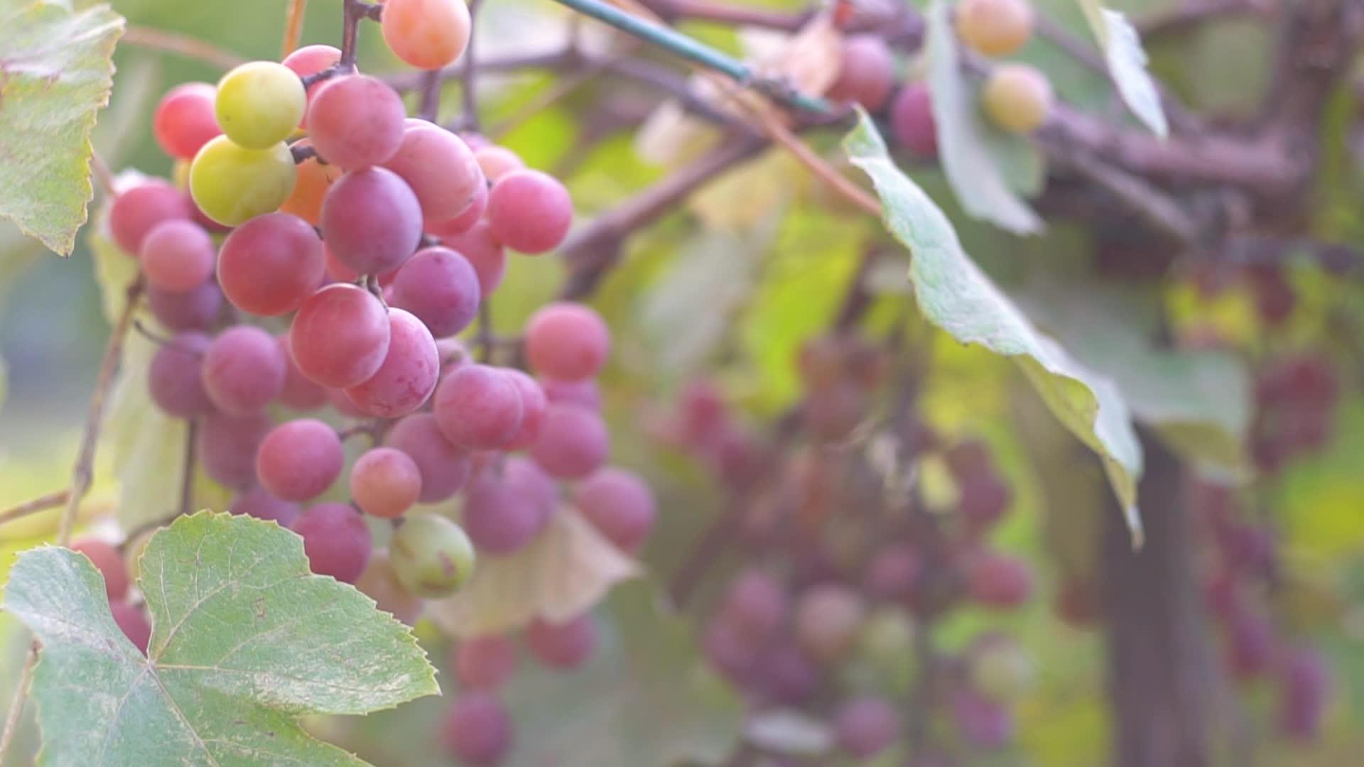 庄园里成熟的葡萄视频的预览图