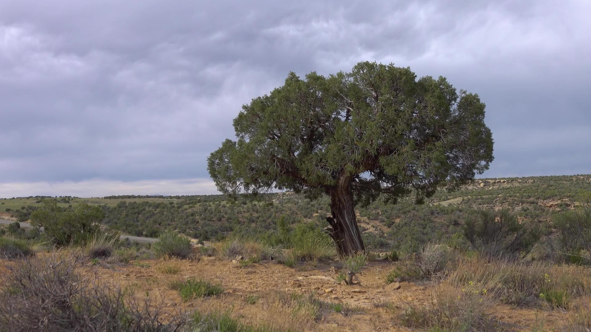 草原上孤独的树五颜六色的自然视频的预览图
