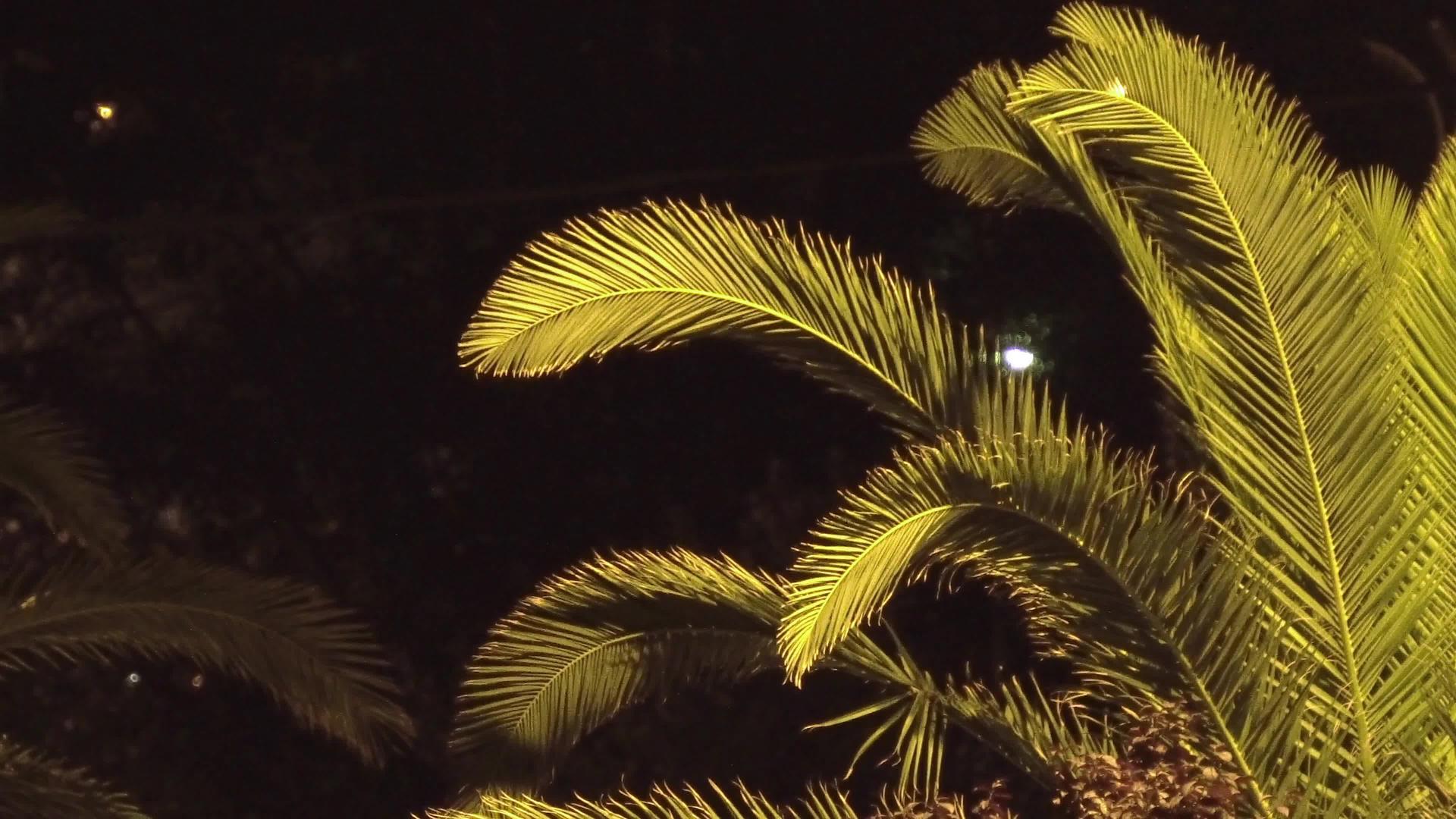 晚上天空热带假日背景和椰子椰子棕榈树风向下摇晃视频的预览图