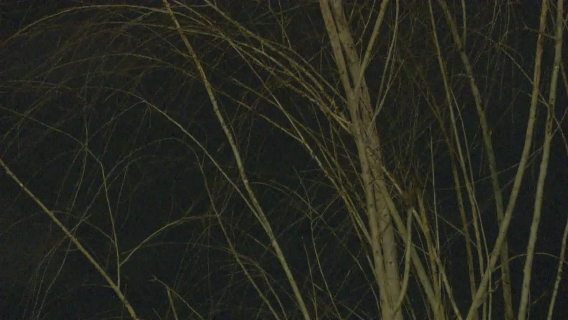 树枝树视频的预览图