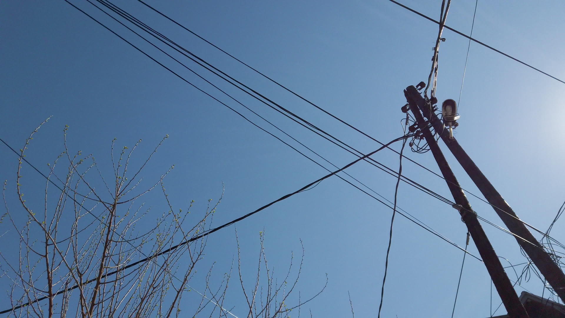 在树下的一条街上行走电线在电线杆上视频的预览图