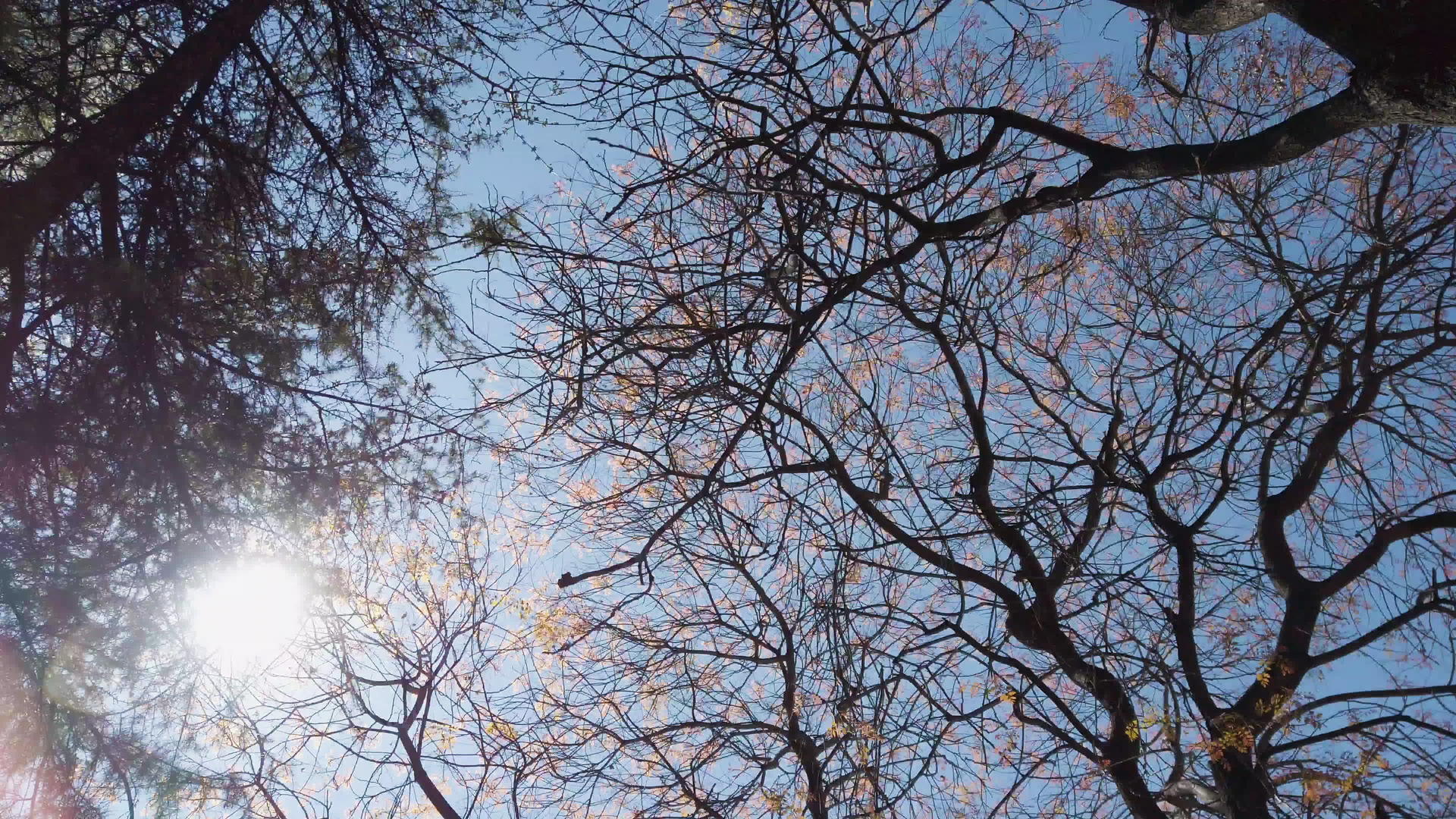 在阳光明媚的白天在树下和灯杆下移动视频的预览图