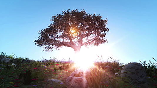 阳光照在春树上视频的预览图