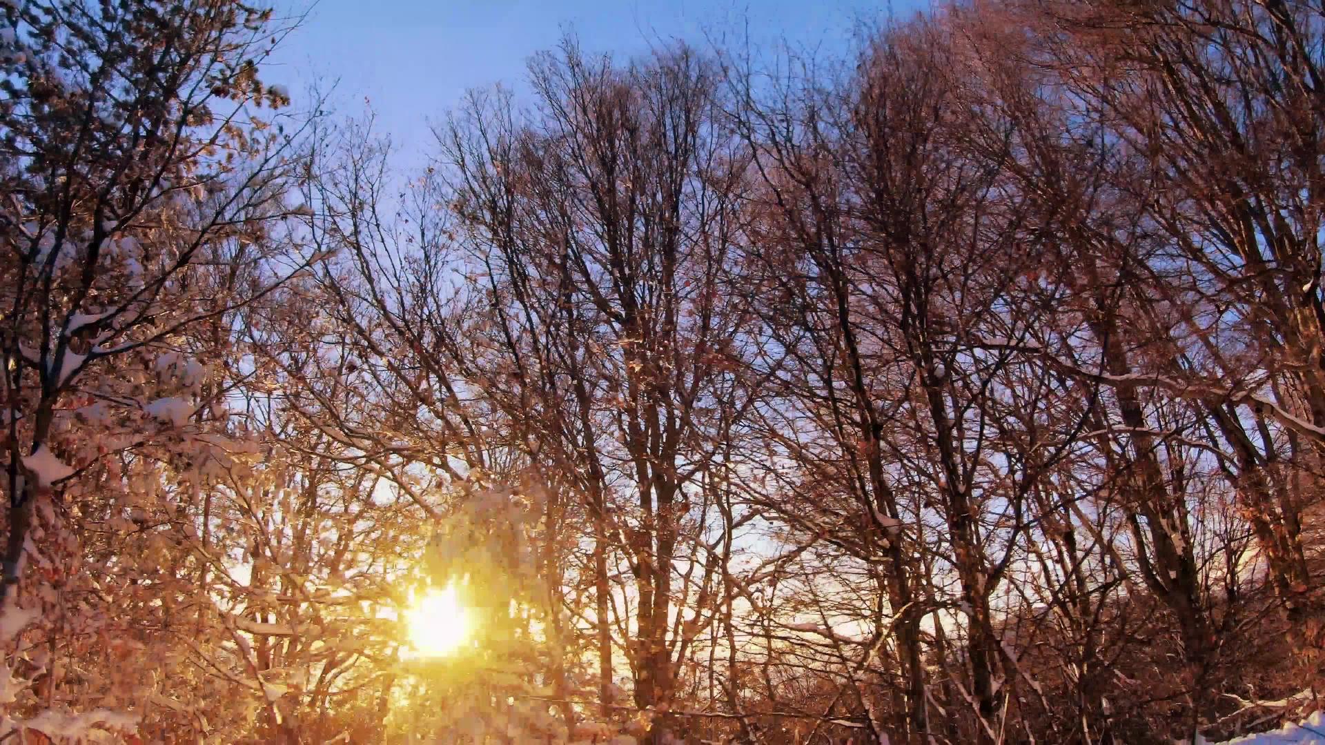 惊人的日落运动冬季风景圣诞树雪和美丽的冬季日落日落日落视频的预览图