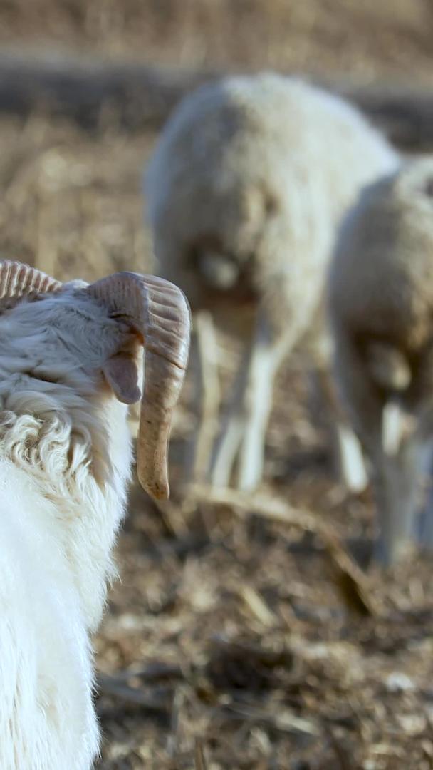 多角度拍摄牧羊羊群吃牧草素材集合视频的预览图