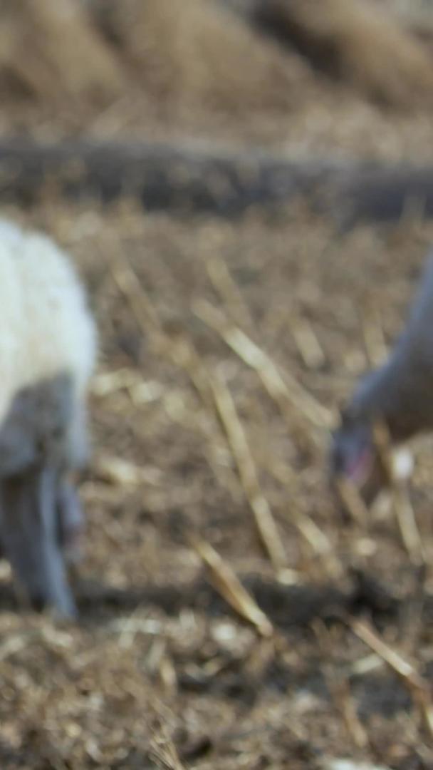 多角度拍摄牧羊羊群吃牧草素材集合视频的预览图