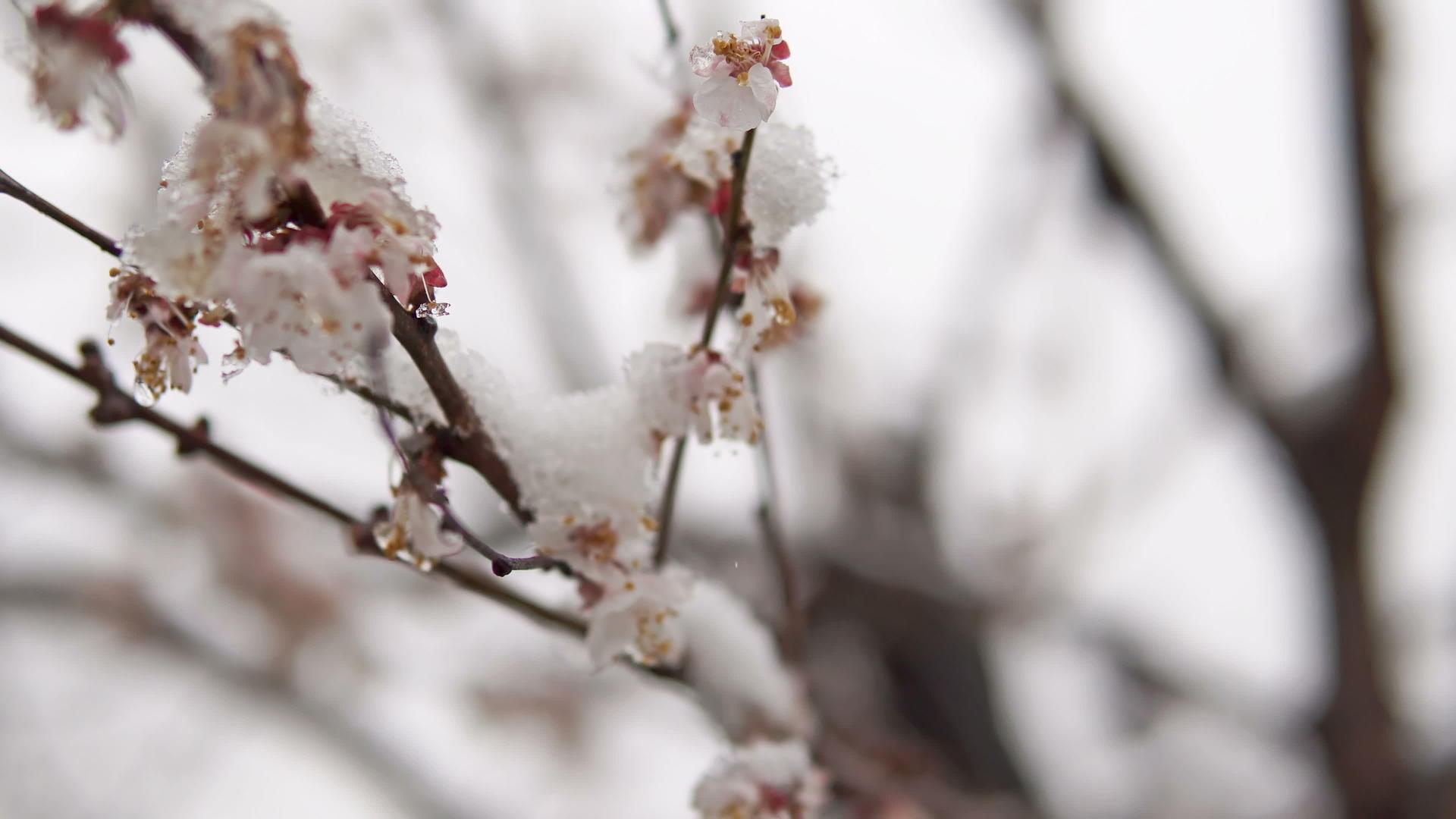 在古典的天气里湿雪在欢快的树上开花Dof视频的预览图