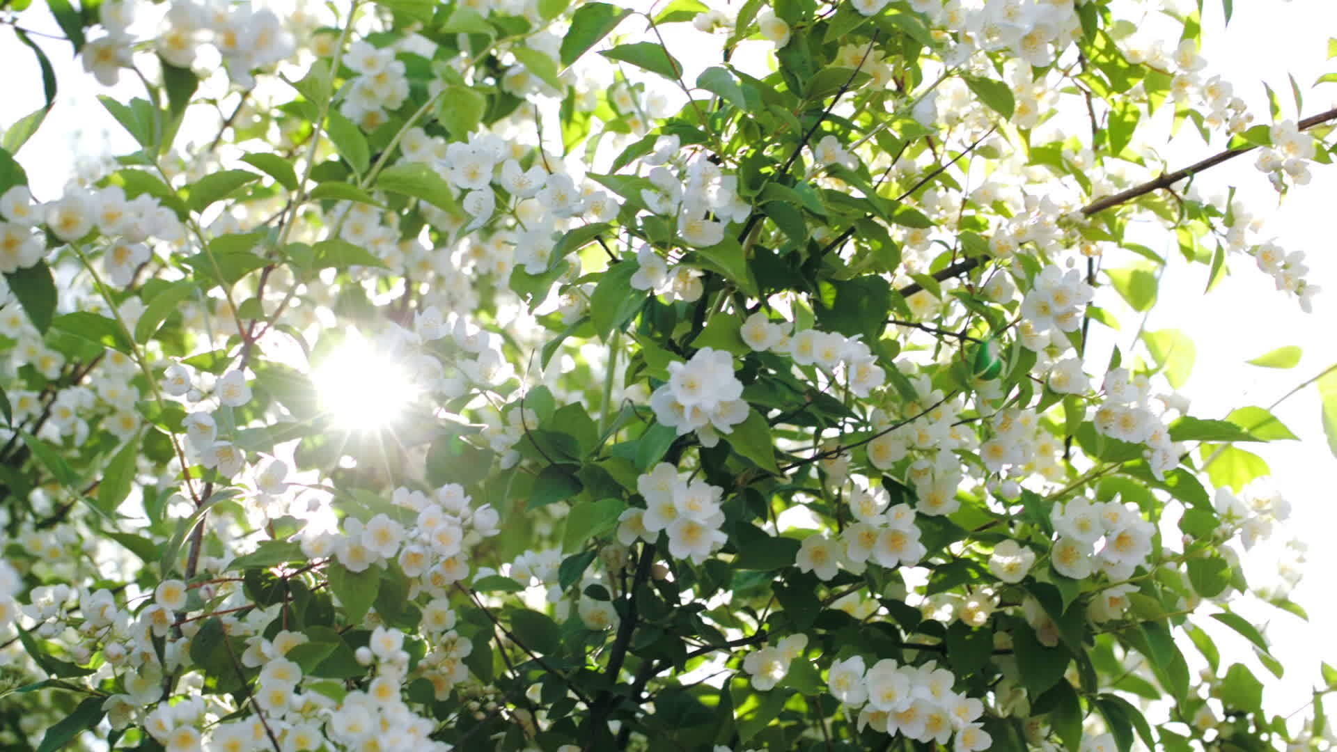 阳光照耀在开花的苹果树上视频的预览图
