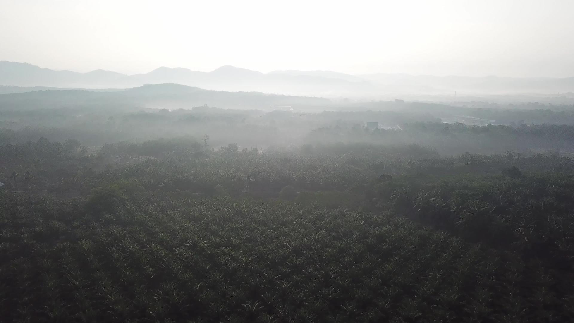 空气中的油棕榈雾视频的预览图