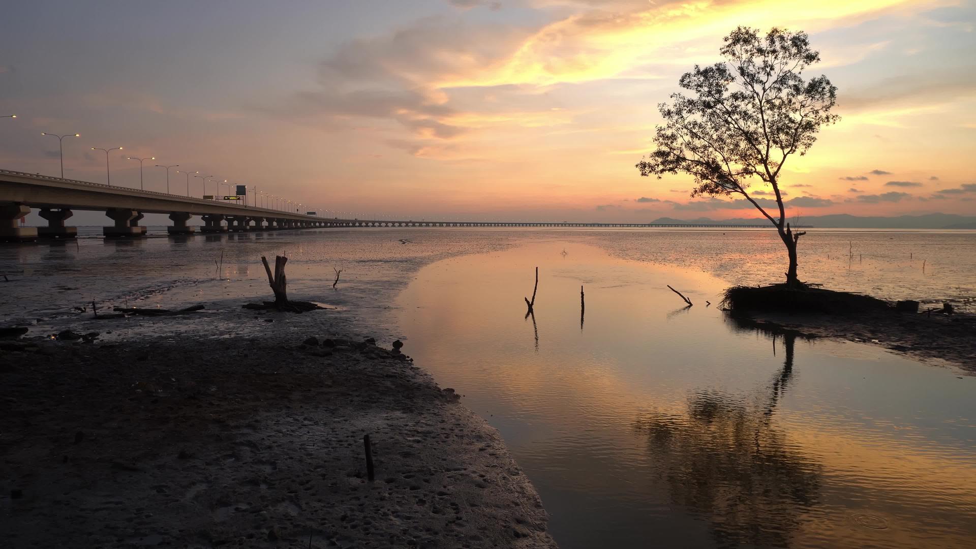 夕阳反射的沿海树木视频的预览图