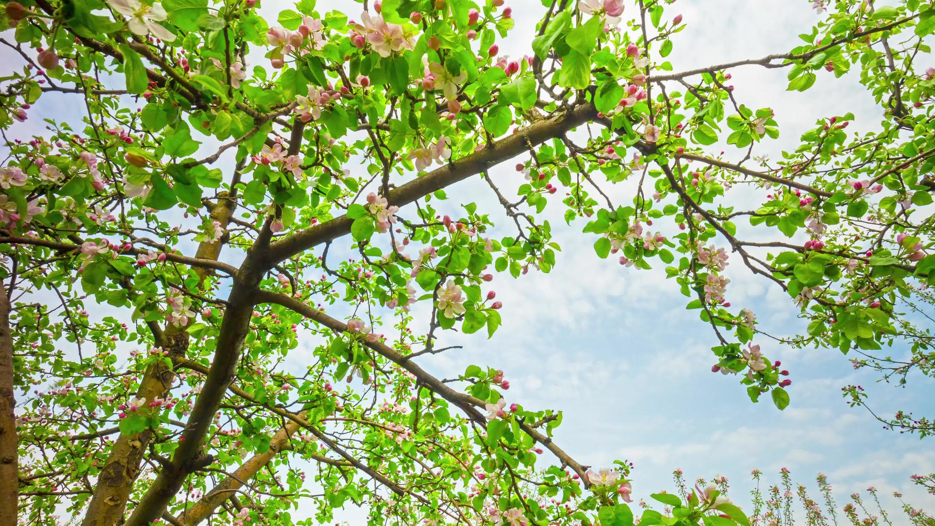 春苹果花园4带花和花层k时间折叠视频的预览图