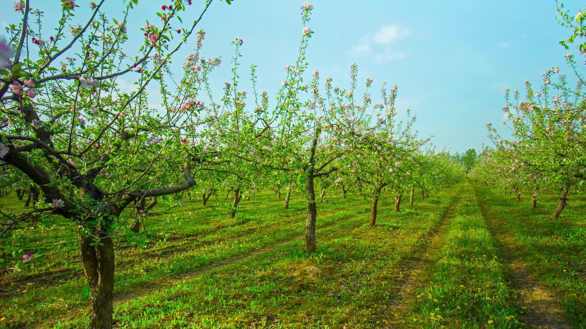 春苹果花园有花和花头全景时间4000折叠视频的预览图