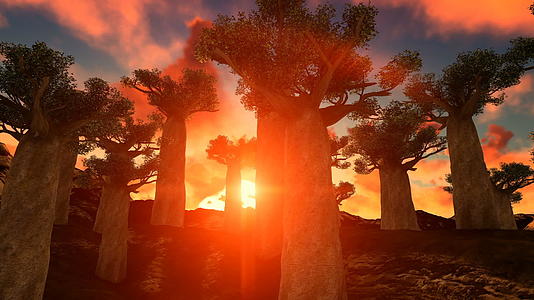 AfricanBabobab树木对美丽的日落倾斜视频的预览图