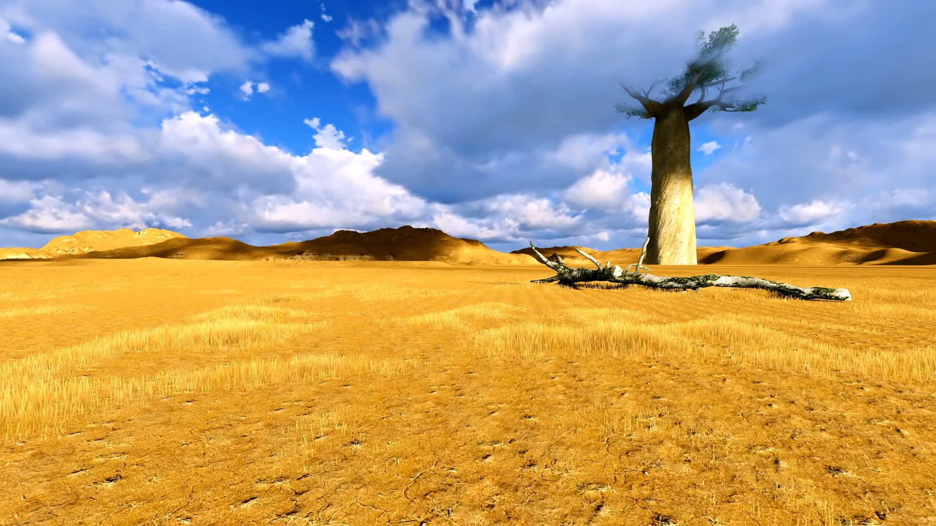 单波芭巴树体积云漂浮视频的预览图