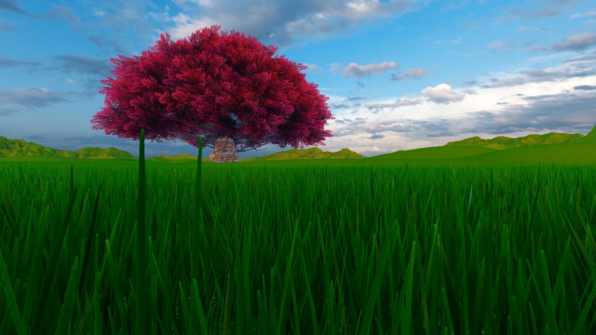 在阳光明媚的日子里绿色的草原上有一棵红树视频的预览图