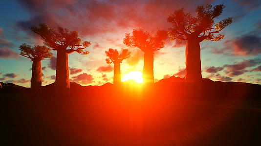 美丽的夕阳下Bahobab树升起天空视频的预览图