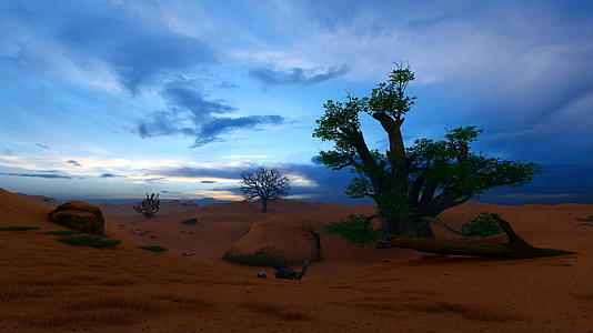 在黎明时的Bahobab美丽的树天视频的预览图