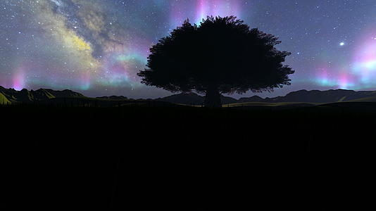 夜里树上的北光视频的预览图
