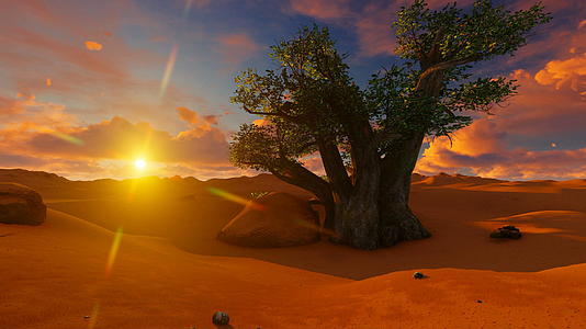 单一的日落baboba树上视频的预览图