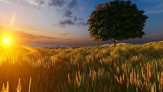 草地和单树上的日落视频的预览图