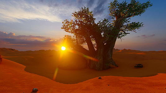 日落时非洲沙漠中的一棵树视频的预览图