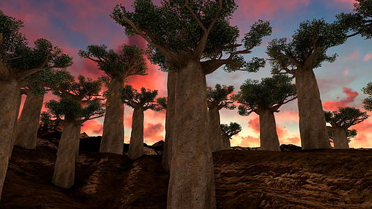 日落时的巨型baobab树视频的预览图