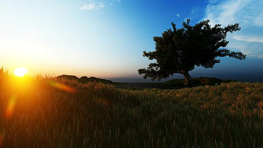 日落时分麦田上有一棵树视频的预览图