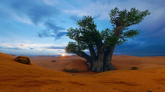 沙漠中的芭巴树视频的预览图
