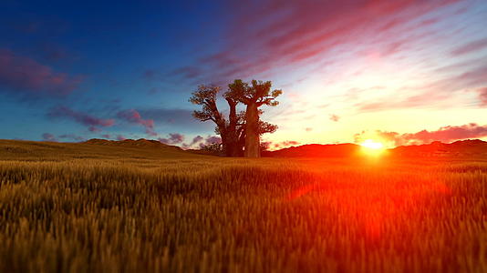 非洲日落时的风景Bahobab树视频的预览图