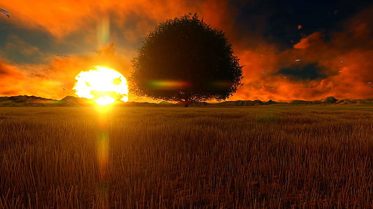 非洲日落时的单树视频的预览图