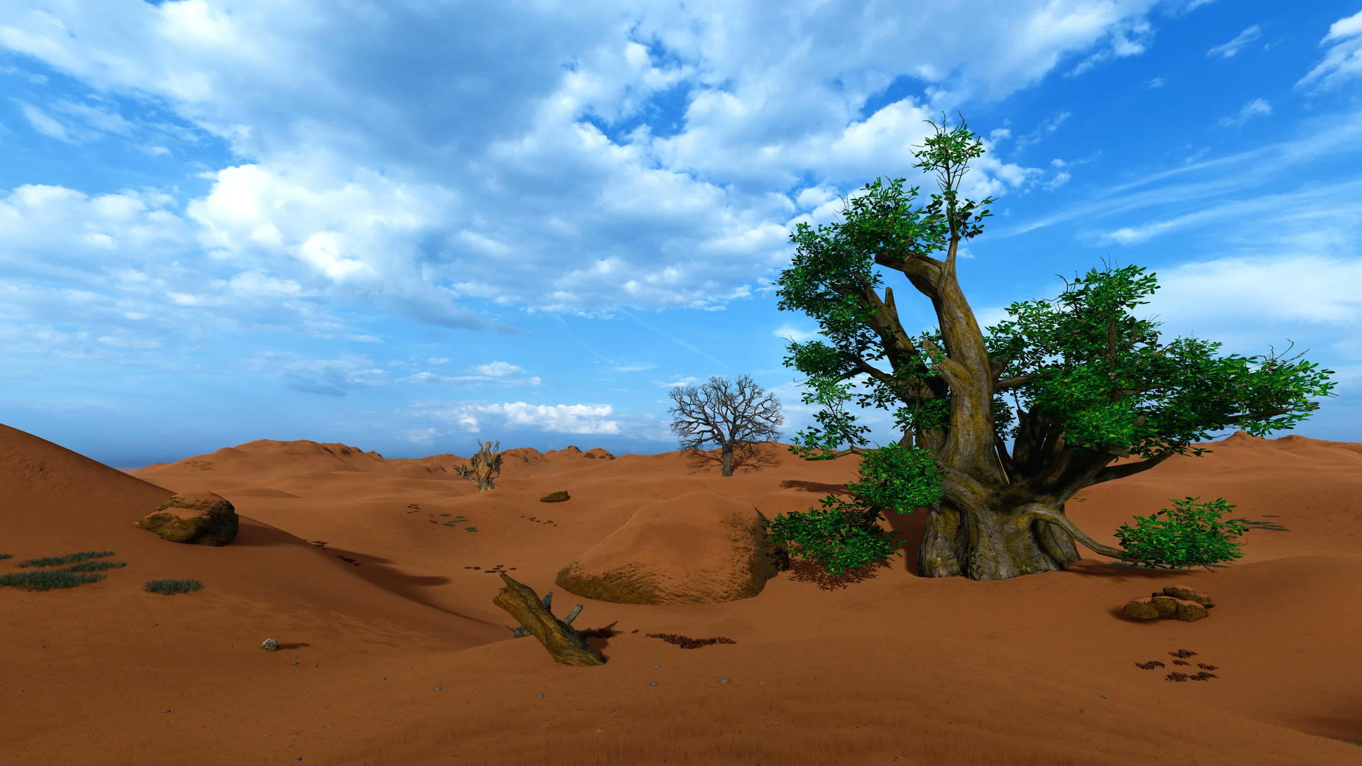 非洲沙漠中的一棵巴巴树视频的预览图